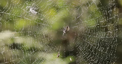 Raindrops on the spider web. Cobwebs in small drops of rain.