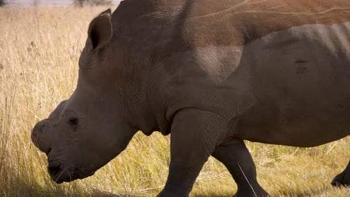 um poderoso rinoceronte branco caminha majestosamente pelas altas gramíneas da savana em um extremo sul