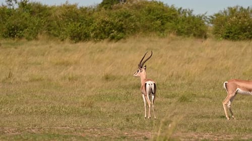 Thomson's gazelles standing in the open plains of Kenya grassland, scouting the field for danger