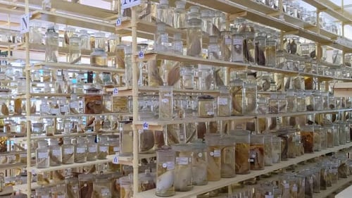 Filas de animales marinos preservados en un museo de historia natural