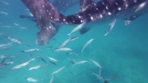 Whale Shark Eating in Sea