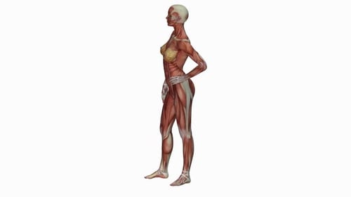 Female Muscular System Human Anatomy 3D Model Rotation
