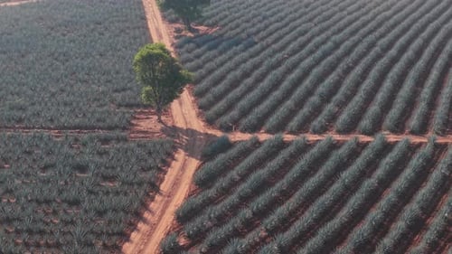 Aerial View of Agave Field in Rural Landscape