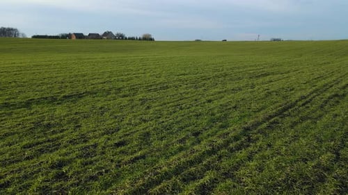 Green Growing Crops Rye Agricultural Field Under Blue Cloudy Sky at Early Spring