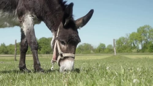 Donkey Grazing Peacefully in Green Pasture