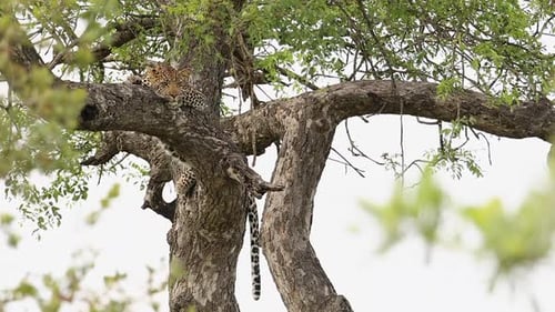 Aufnahme eines Leoparden aus dem niedrigen Winkel, der sich auf einem grünen Ast entspannt
