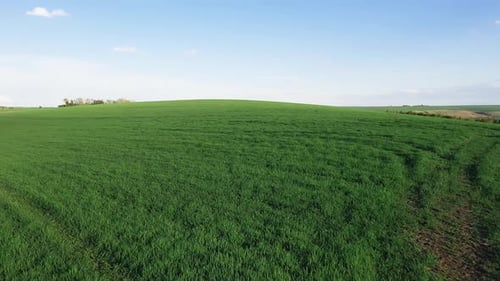 Aerial view of beautiful agricultural field at daytime. Rural landscape