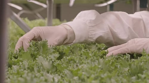 Agroengineer Looking through Lettuce Leaves Growing in Vertical Farm