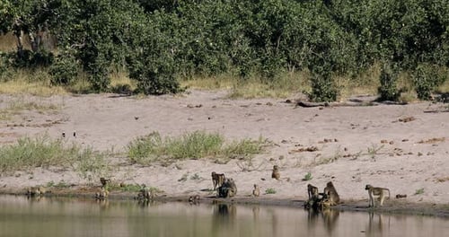 Chacma baboon (Papio ursinus). Bwabwata National Park, Namibia. African Wildlife.