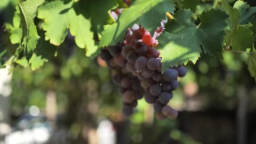 Grapes on the vine, vineyard, winery, close up. Sliding, rotating shot of red wine grapes.Scene C.