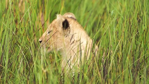 Nahaufnahme eines jungen Löwenbabys in der Serengeti in Zeitlupe