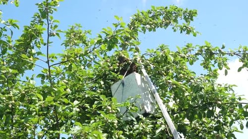 66s. A bee swarm flies out of the hive and concentrates in a ball on an apple tree. The concept of b
