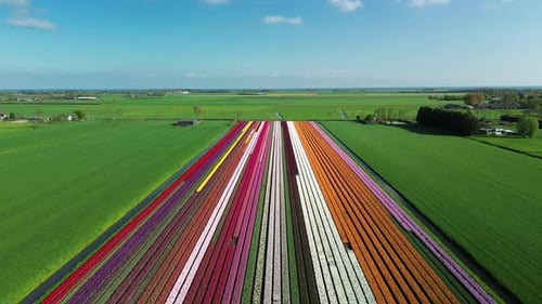 Aerial view of Tulip fields, Netherlands.