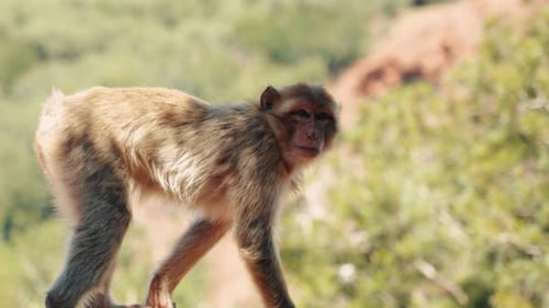 Affe steht auf allen vier und schaut in die Kamera in Ozoud, Marokko.