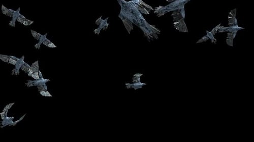 Flock of Crows Flying Seamlessly Animation