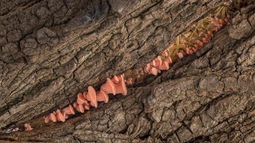 Time-Lapse of Pink Oyster Mushrooms Growing