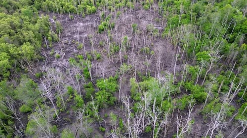 Vista aérea: árvores de mangue mortas na floresta
