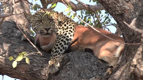 A leopard lies snarling in a tree with its prey. Close up shot.