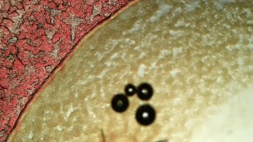 Abstract Microscopic View of Cellular Particles