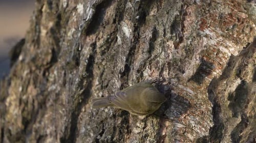 Warbler bird on a tree looking for a food in the forest in Norway