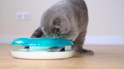 Gray Cat Playing with a Round Pet Toy