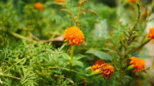 Bright Orange Flowers and Green Foliage in Nature