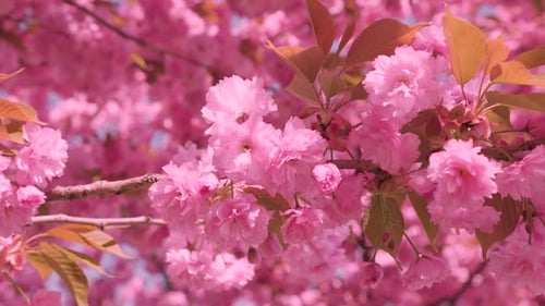 Pink flowers on the tree of flowering Sakura. Cherry blossom in spring.