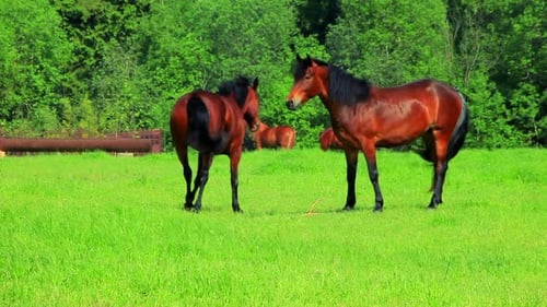 Horses Walking on Green Field. Herd Horses Eats Green Grass on Rustic