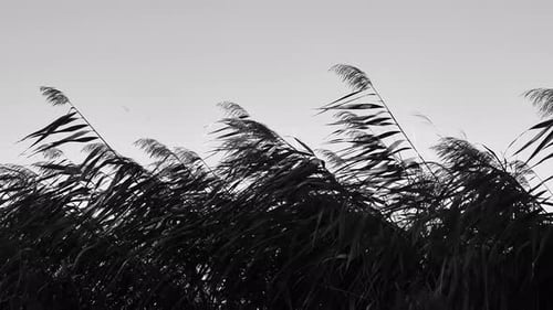 Reeds Blowing in Wind, Black and White