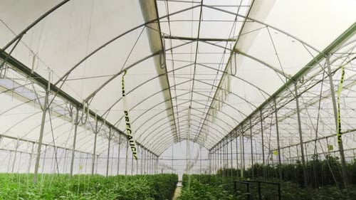 Inside Large Greenhouse with Rows of Lush Plants