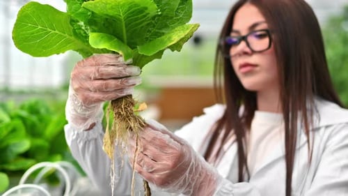 Laboratory technician in a white coat, analysing lettuce grown with the Hydroponic method in a green