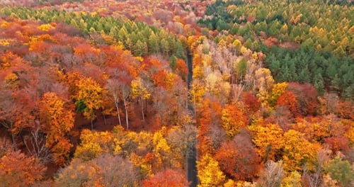 Autumn in the forest with colorful leaves and road.