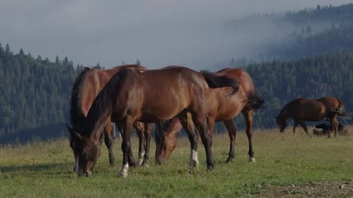 Horses Grazing in a High Mountain Meadow