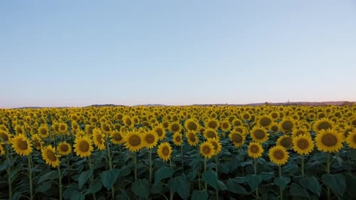 Sunflower Field in Summer Morning Sunshine