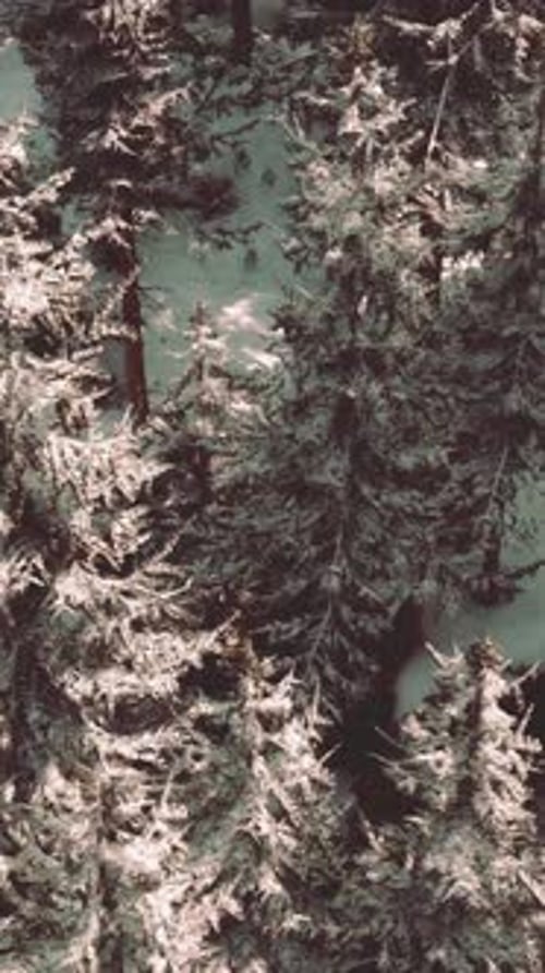 A Beautiful Winter Wonderland with Snowcovered Trees in a Forest