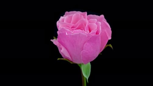Beautiful Pink Rose Blooming on Black Background