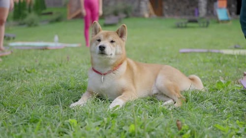 Shiba Inu Dog Relaxing on the Grass