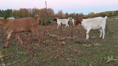 Gemischte Herde von Schafen und Ziegen bei Sonnenuntergang auf einer Freiluftwiese mit Herbstbäumen im Hintergrund