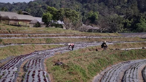 Farmers Carry Out Maintenance Work in the Field in Thailand
