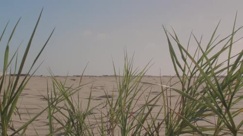 Grüne Wildgrashalme auf sandigem Bodenhintergrund