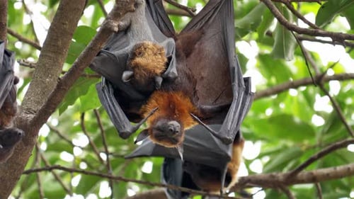 Fledermaus (Lyle's Flying Fox, Pteropus lylei oder Pteropodidae), die in freier Wildbahn an einem Baum hängt