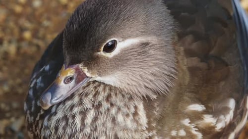 Wild Bird Close Up Beautiful Eyes, Bird Sitting Moving Head With Colourful Beak and Patterned Feathe