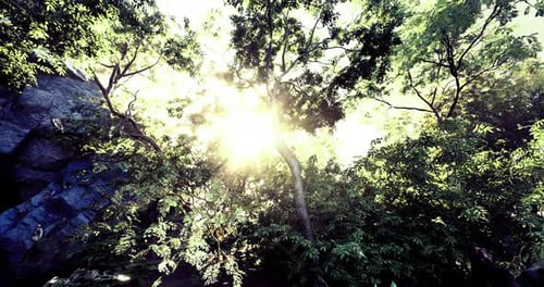 Sunlight Filters Through Lush Trees in a Serene Forest Setting