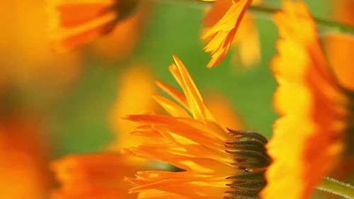 Vertical Footage Orange Flowers Of Calendula Officinalis