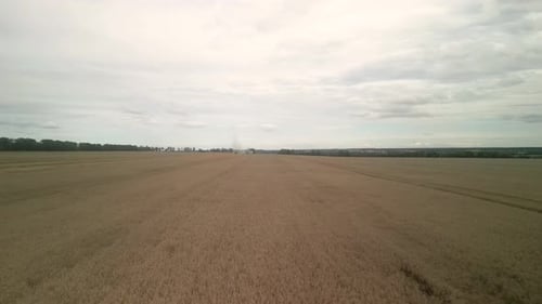 Wheat field aerial view in Ukraine