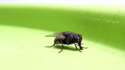Detailed Close-Up of a Fly on Green Surface