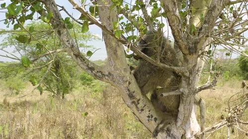 Baboon Relaxing in Tree on Sunny Day