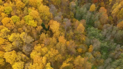 Flight Over the Autumn Forest Crowns of Trees with Yellow Foliage Deciduous Forest in the Fall Fall