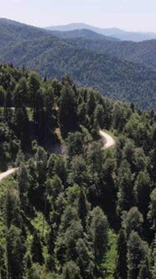 Car Traveling Middle Forest