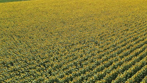 Common sunflower.